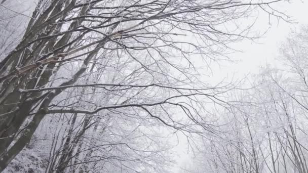 雪の多い森では 雪に覆われた木々の美しさと冬の雰囲気に囲まれた冬を歩いています 現代的な休日やアウトドアレクリエーションを期待して 一人で — ストック動画