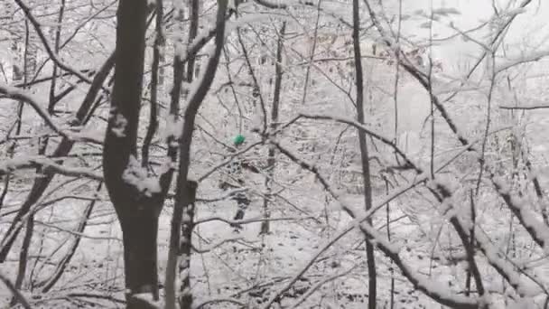 Egy Fiatal Varázslatos Téli Sétája Egy Havas Erdőben Ahol Természet — Stock videók