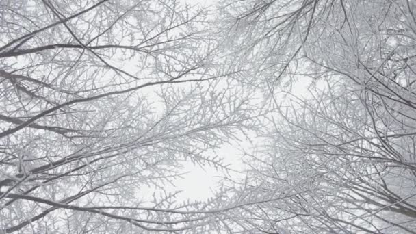 冬のパフォーマンス ビデオの雪に覆われた森は 雪の重さの木が魔法の彫刻に変わる冷たいおとぎ話への忘れられない旅にあなたを招待します 高品質で — ストック動画