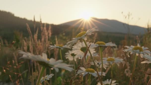 Gänseblümchen Sind Wunderschöne Wildblumen Den Bergen Bei Sonnenuntergang Den Bergen — Stockvideo