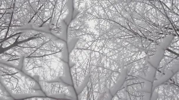 Białe Piękno Zimowy Mroźny Krajobraz Wideo Ujawnia Niesamowite Naturalne Piękno — Wideo stockowe