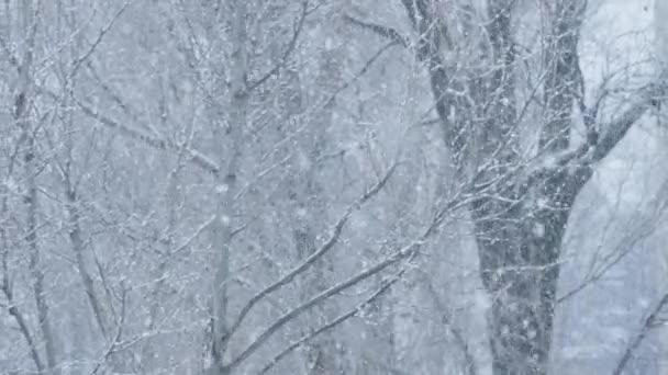 Poëzie Van Winter Sneeuw Geeft Natuur Tederheid Schoonheid Waardoor Bomen — Stockvideo