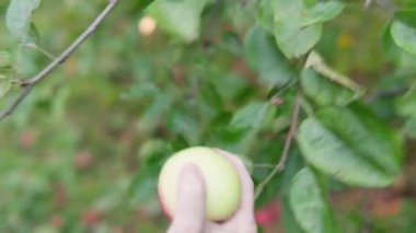 Bir kadın elma ağacından olgun bir elma koparıp bir kutu elmaya koyar. Bir meyve çiftliğinde meyve toplama: meyve bahçesinde bir çiftçi. Kamera eli takip ediyor. Sağlıklı Organik Gıda Sonbahar Hasadı
