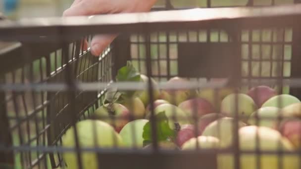 Εποχιακή Συγκομιδή Φθινοπώρου Ένα Αντρικό Χέρι Βάζει Ένα Μήλο Ένα — Αρχείο Βίντεο