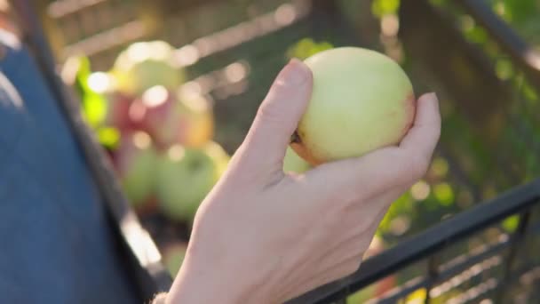 간병인은 자신의 유기농 식품에 적합한 과일을 선택합니다 과수원에서 농부는 열매가 — 비디오