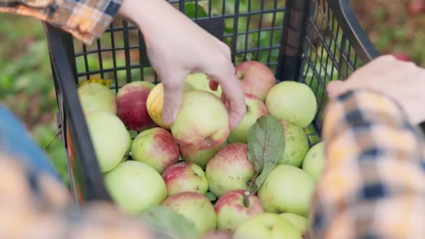 農業労働 リンゴの木からのリンゴは箱にまっすぐ 農民の手によって 健康的な食べ物のための熟した果実を選ぶこと 農村生活の象徴 女性農家が新鮮な作物を熱心に収穫する — ストック動画