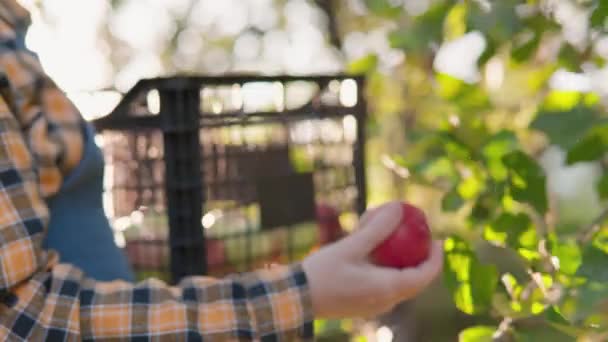 Egy Farmer Nap Végén Érett Almákat Szed Napsütésben Szerves Gyümölcsök — Stock videók