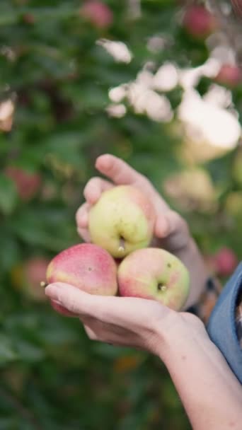 垂直ビデオフォーマット 秋の有機的な味 農家は慎重に枝からリンゴを取り出し 農民の果実の収穫をバスケットに入れます 仕事のすべての心で 農家はリンゴを熟したピック — ストック動画