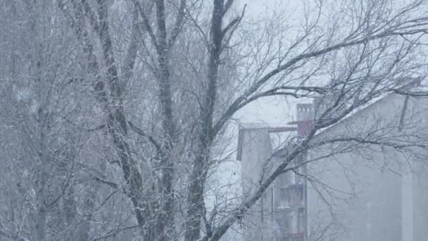 冬のシンフォニー 冬の自然は 雪に覆われた木が調和した都市景観を形成するときに抱擁します アパートの窓の外に降る雪 夢は庭に落ち 雪でそれを掃除する — ストック動画
