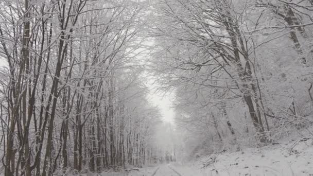 自然の静けさ 雪に覆われた森は冬の静寂に包まれ 反射とリラクゼーションのための大気の背景を作り出しています 鉄道トラック 高品質の4K映像 — ストック動画