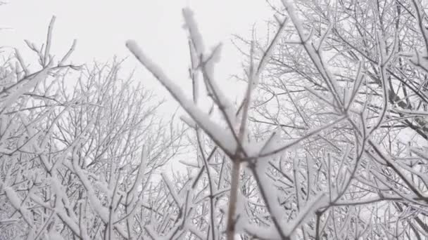冬の物語 白雪から木が覆われている雪に覆われた森は 冬の自然の大気背景を作成します 魅惑的な風景 雪に覆われた木 白い畑 涼しさ — ストック動画