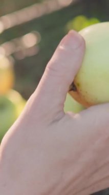 Bakıcı kendi çiftliği için en iyi meyveleri kendi seçer. Meyve bahçesinde sonbahar: bir çiftçi olgun meyveleri verimli bir şekilde toplar. Çiftçinin elleri dikkatlice elmaları sepete koyar.