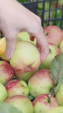 Çiftlik işçisi: elma ağacından kutuya kadar olan elmalar. Sağlıklı yiyecekler için olgun meyveleri toplayan bir çiftçinin ellerinde. Kırsal yaşamın özeti: dişi bir çiftçi ihtiyatlı bir şekilde taze bir mahsul topluyor.