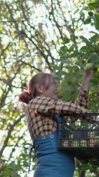 Golden Autumn Farm Farmer Works While Harvesting Ripe Apple Crop — Stock Video