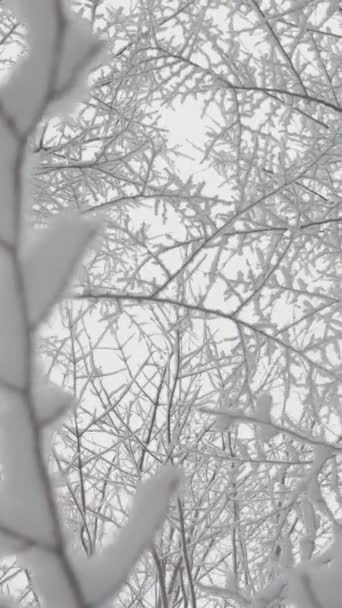 白い美しさ 冬の霜降りの風景ビデオは雪に覆われた森と木の素晴らしい自然の美しさを明らかにします 本物の雪の楽園 1月の雪に覆われた森は魔法のように開かれている — ストック動画