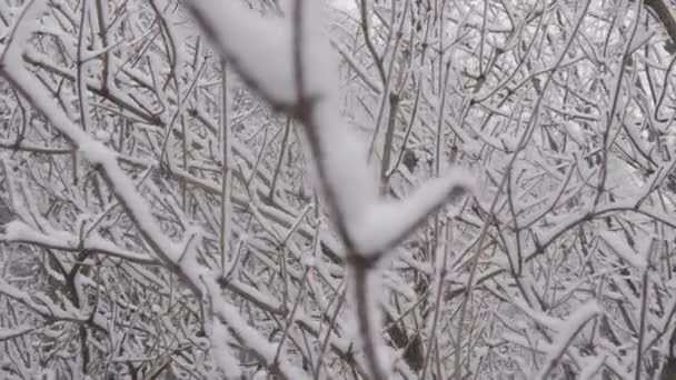 Ледяная Красота Покрытые Снегом Ветви Пух Снега Деревьях Поражают Своим — стоковое видео