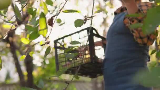 Une Agricultrice Cueille Soigneusement Des Pommes Juteuses Dans Son Verger — Video