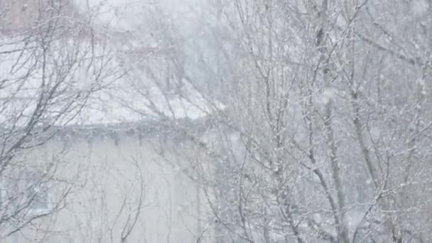 Snövals Snöflingor Dyker Upp Från Himlen Och Täcker Träd Och — Stockvideo