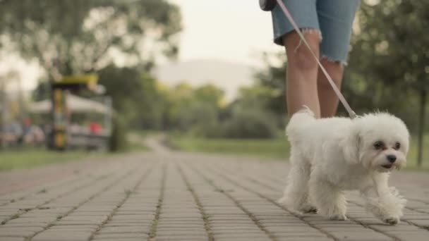 少女と犬 若い女性は忠実な犬と一緒に歩き 夏の屋外レクリエーションの忘れられない瞬間を作ります 女性と犬がカメラに向かう 女性の足と犬のクローズアップ 高品質で — ストック動画