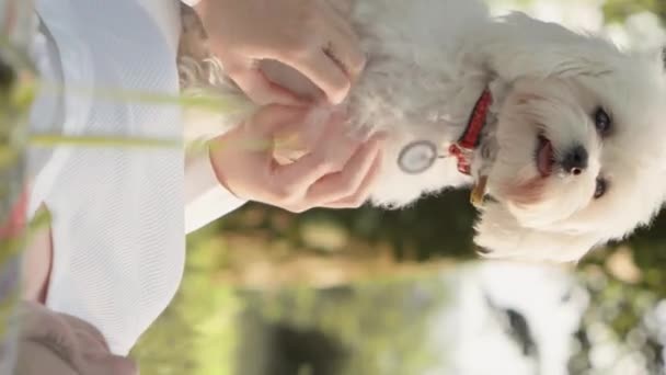 Verticale Video Een Hond Zit Buik Van Een Jonge Vrouw — Stockvideo