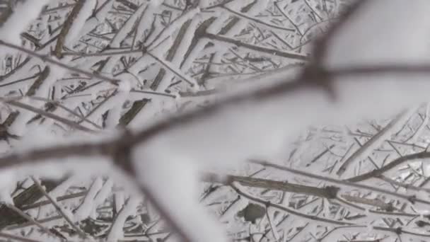 垂直录像 霜冻的美丽 覆盖着白雪的枝条和树上飘飘的雪花 让它们冬天的壮丽惊叹不已 冬日的世界 雪地森林里的雪被它的神秘和神秘所吸引 — 图库视频影像