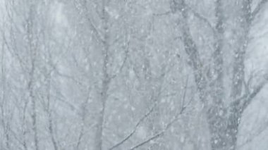 Pencerenin dışında kar yağışı. Karla kaplı ağaçlar peri masallarındaki gibi. Aralık ve Ocak aylarında yoğun kar yağar. Yeni yıl ve Noel tatillerinin kış havası ve atmosferi. Kışın büyüsü