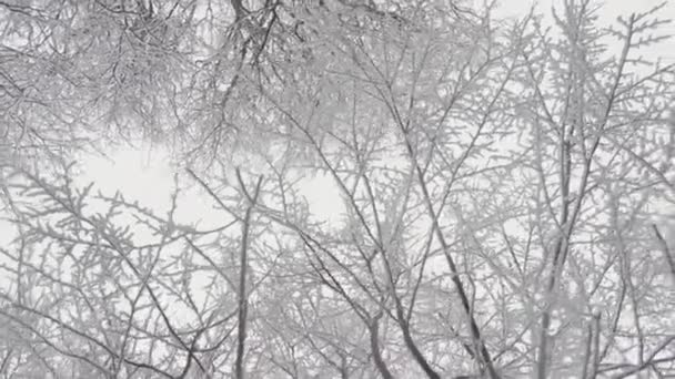 雪の木の形をした冬の魔法 静かな美しさを持つ深い森での冒険 冬の朝の涼しさと寒い色の木の冠 魔法の自然と雪の路地 — ストック動画