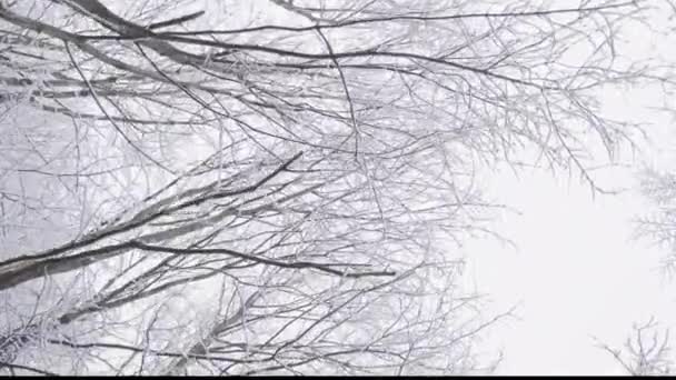 Havas Erdei Utak Szépség Nyugalom Világához Vezetnek Téli Természet Inspirálja — Stock videók