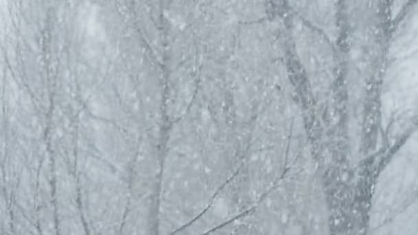 Neve Cai Fora Janela Árvores Cobertas Neve São Como Num — Vídeo de Stock