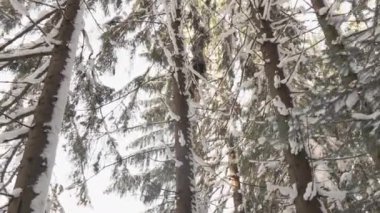 Karlı bir ormanda kış doğası. Uzun çam ağaçları kışın karla kaplıdır. Kış ormanında bir yürüyüş. İnsansız kimse yoktur. Kamera görüntüsü yayını. Yüksek kalite 4k görüntü