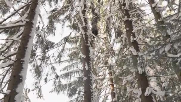 雪の森の中の冬の自然 松の木は冬に雪で覆われている 冬の森を散策する 人なしには誰もいない カメラビデオフットの流入 高品質の4K映像 — ストック動画