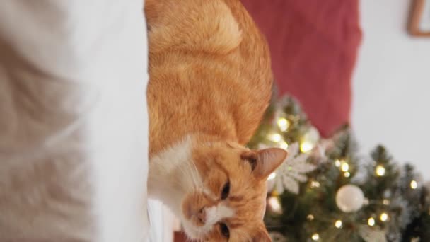 Die Katze Genießt Die Wärme Und Den Komfort Seines Hauses — Stockvideo