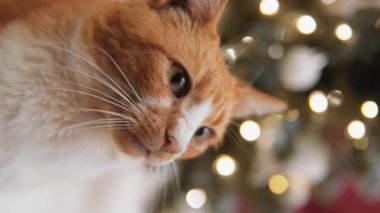 Bir kedi Noel ağacının yanında sakince oturup Noel ampullerinin ışığını seyrediyor. Dikey video. Kedilerin büyük gözleri, festival döneminde tarif edilemez neşe ve neşe ifade eder.