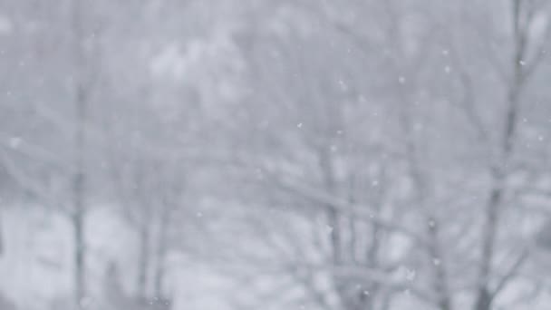 Θολή Χειμερινό Φόντο Από Χιονισμένα Δέντρα Και Χιόνι Που Πέφτει — Αρχείο Βίντεο
