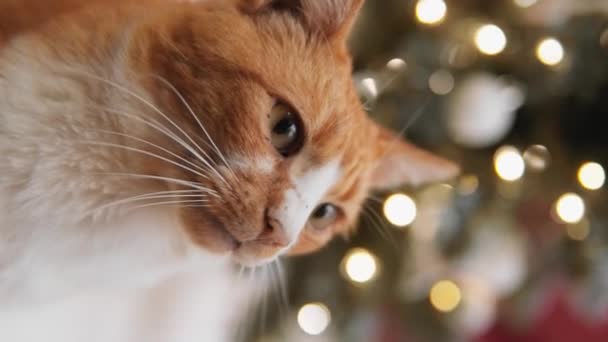 Eine Katze Sitzt Neben Einem Weihnachtsbaum Und Betrachtet Gelassen Das — Stockvideo