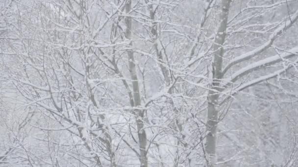 窓越しの雪を見ると 自然が雪の層で覆われていて 信じられないほど美しい風景を作り出しています 雪に覆われた木 雪の背景について 高品質4Kについて — ストック動画