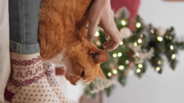 Vídeo Vertical Gato Está Confortavelmente Sentado Seus Proprietários Pés Perto — Vídeo de Stock