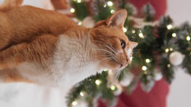 Kiedy Świąteczne Wieczory Wypełnione Światłem Radością Kot Pokazuje Wielką Miłość — Wideo stockowe
