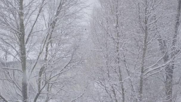 Φωτεινές Νιφάδες Χιονιού Λάμπουν Μέσα Στο Κρύο Χιόνι Δίνοντας Την — Αρχείο Βίντεο