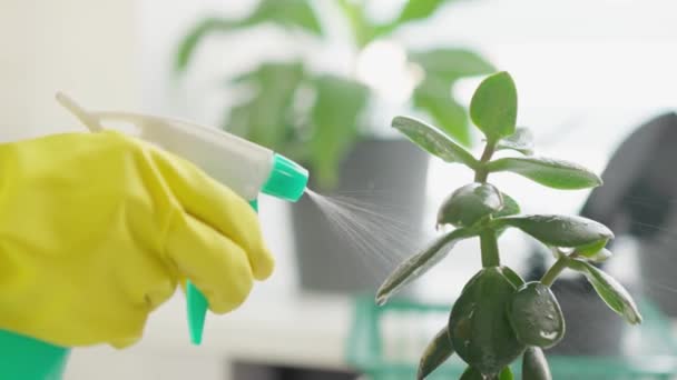 Deneyimli Bir Bahçıvan Çiçek Saksısı Nakli Konusunda Usta Bir Sınıf — Stok video