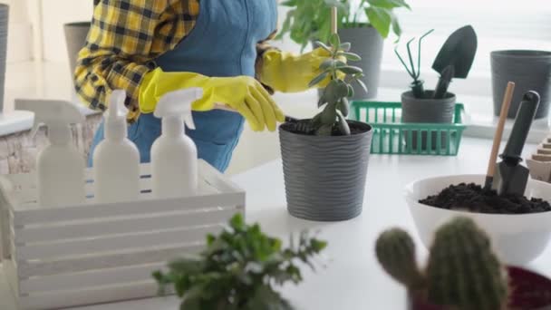 Der Florist Teilt Seine Geheimnisse Der Pflanzverpflanzung Und Bringt Jedem — Stockvideo