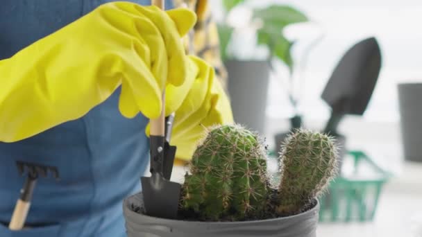 Uma Mulher Casa Diverte Transplantando Suas Plantas Favoritas Novos Vasos — Vídeo de Stock