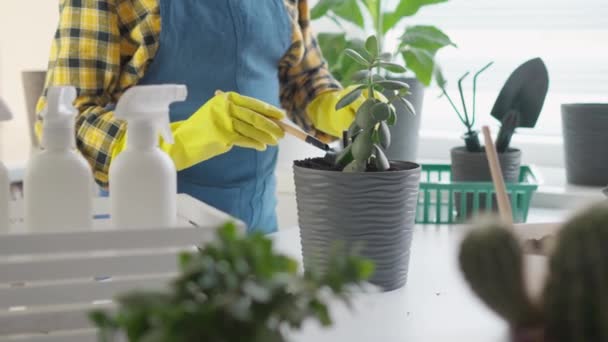 Repotting Plantas Transforma Uma Maneira Relaxar Cortar Fora Agitação Cidade — Vídeo de Stock