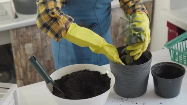 Bostadskomplexet Lanserar Ett Initiativ För Att Transplantera Växter Gemensamma Utrymmen — Stockvideo