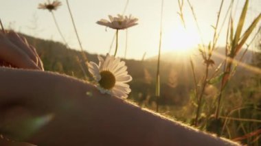 Gün batımında huzurlu bir manzarada güzel bir papatya. Barış, doğa ve rahatlama temaları için uygun. Anahtar sözcükler güzellik, çiçek, sakinlik, eko, çevre, uyum, çayır, taç yaprakları, zen