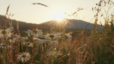 Çiçek açan papatyaların ve kırsal manzaranın güzelliğini vurgulayan altın güneş ışığıyla gün geceye dönerken çayır da değişiyor. Bu huzurlu manzara el değmemiş vahşi doğayı temsil ediyor.