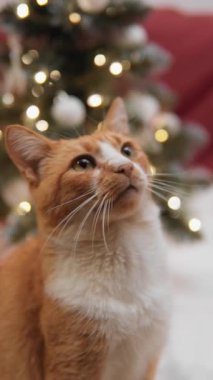 Kedi, Noel ışıklarının ışığında oynar ve neşeli bir şenliğin eşsiz bir resmini yaratır. Coşkuyla yukarı bakıyor. Balina, Noel hediyesine sevgiyle bakar.