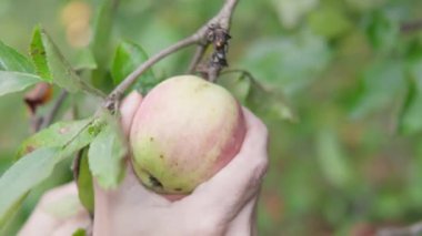 Yakından bakınca, meyve bahçesindeki bir ağaç dalından taze elma koparan bir çiftçinin görüntüsü organik çiftçiliğin güzelliğini ve doğayla olan bağlantısını gözler önüne seriyor.