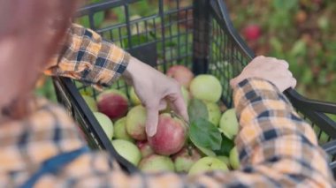 Elmaları eliyle hasat edip sepete koyan birinin yakın plan fotoğrafı. Sepet, sürdürülebilir tarım ve organik tarımı sembolize eden kırmızı ve yeşil elma karışımı içeriyor..