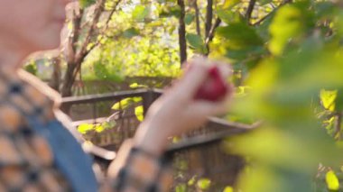 Meyve bahçesinde kırmızı elma toplayan, olgun bir elmayı sepete koymadan önce inceleyen ve hasat mevsiminde tarım hayatının ve taze ürünlerin özünü yakalayan bir çiftçinin yakın çekimi.